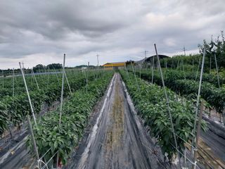 정양면 님의 고추 · 영농일지 작성글 사진