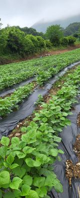 팜모닝 들깨·영농일지 게시글 이미지