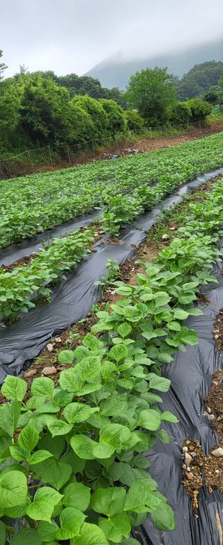 이오성님의 들깨 · 영농일지 작성글 사진