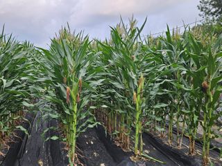 왕궁농장님의 호박 · 영농일지 작성글 사진