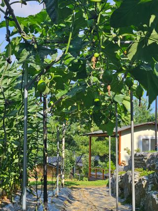 왕궁농장님의 호박 · 영농일지 작성글 사진