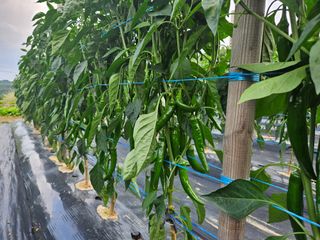 왕궁농장님의 호박 · 영농일지 작성글 사진