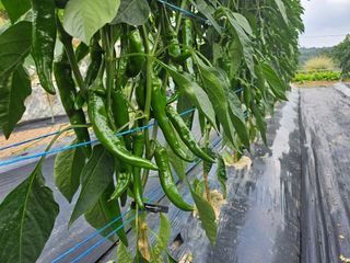 왕궁농장님의 호박 · 영농일지 작성글 사진