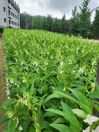 낙엽교목류13198님의 참깨 · 영농일지 작성글 사진