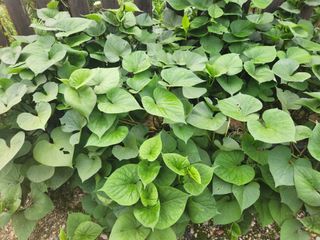 낙엽교목류13198님의 참깨 · 영농일지 작성글 사진