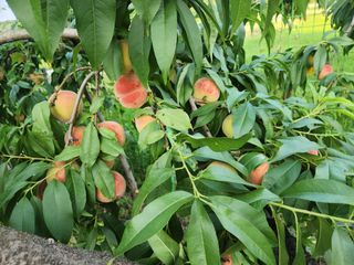 낙엽교목류13198님의 참깨 · 영농일지 작성글 사진