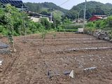 팜모닝 배추·영농일지 게시글 이미지