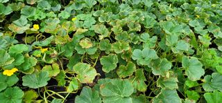 친환경님의 호박 · 병해충상담 작성글 사진