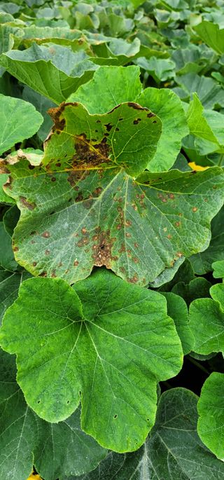 친환경님의 호박 · 병해충상담 작성글 사진