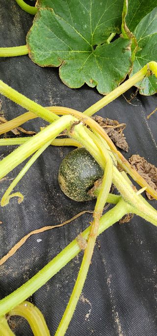 친환경님의 호박 · 병해충상담 작성글 사진