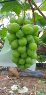 팜모닝 포도·영농일지 게시글 이미지