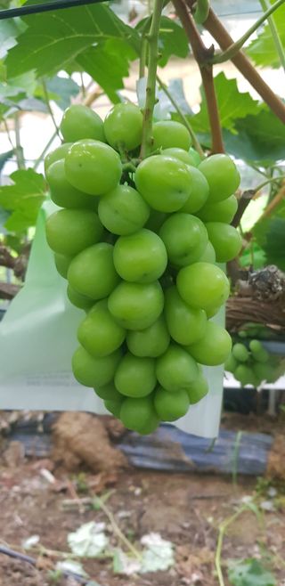 상도님의 포도 · 영농일지 작성글 사진