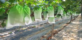 상도님의 포도 · 영농일지 작성글 사진