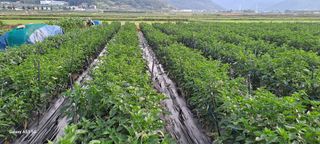 사천시향촌동 돼지띠님의 자유주제 · 자유게시판 작성글 사진