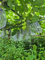 팜모닝 자유주제·자유게시판 게시글 이미지