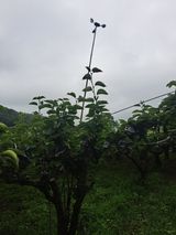 팜모닝 배·영농일지 게시글 이미지