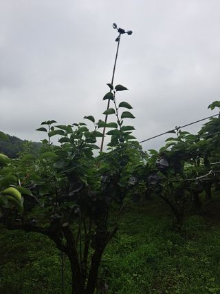 정문용님의 배 · 영농일지 작성글 사진