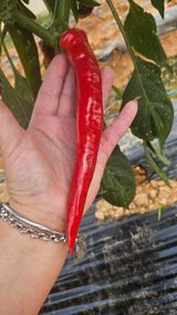 팜모닝 고추·영농일지 게시글 이미지