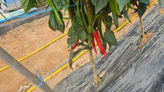 에덴농원나장미입니다님의 고추 · 영농일지 작성글 사진