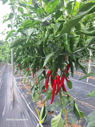 임동식님의 고추 · 영농일지 작성글 사진