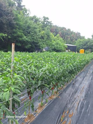 임동식님의 고추 · 영농일지 작성글 사진