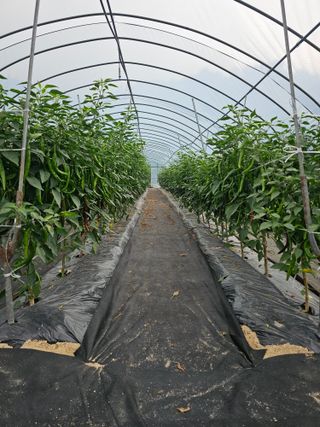 조완근님의 고추 · 영농일지 작성글 사진