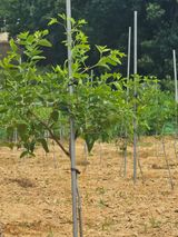 팜모닝 사과·영농일지 게시글 이미지