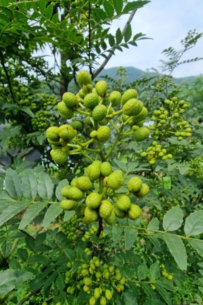 장터 상품 [생 제피1kg이상  주문 채취합니다.] 썸네일