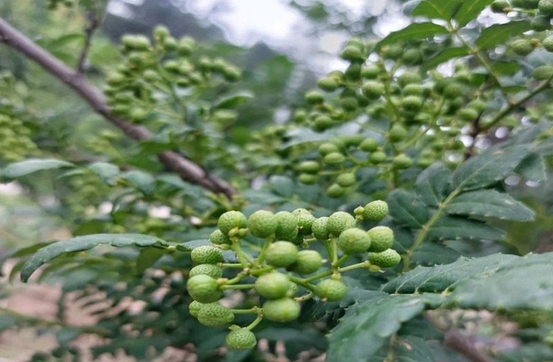 노루목 농장님의 장터 판매 상품 [생 제피1kg이상  주문 채취합니다.] 첨부 사진