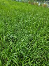 팜모닝 콩·영농일지 게시글 이미지