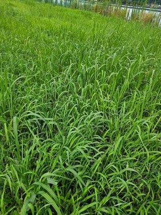 녹우농장님의 콩 · 영농일지 작성글 사진