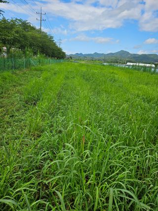 녹우농장님의 콩 · 영농일지 작성글 사진