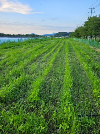 녹우농장님의 콩 · 영농일지 작성글 사진