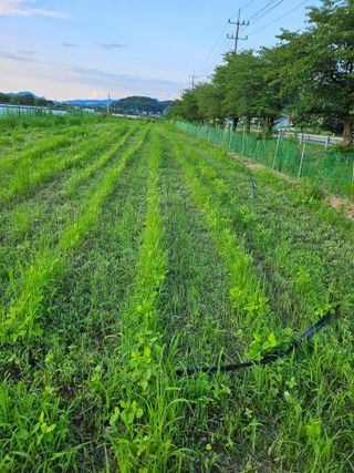 녹우농장님의 콩 · 영농일지 작성글 사진