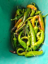 팜모닝 고추·병해충상담 게시글 이미지