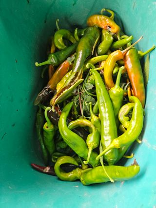 바다(정림리)님의 고추 · 병해충상담 작성글 사진