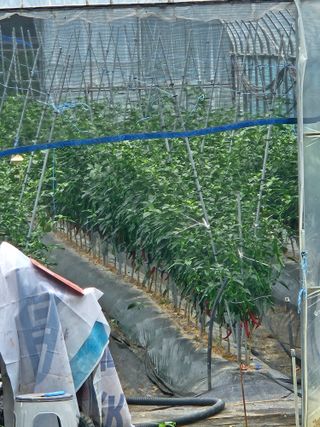 바다(정림리)님의 고추 · 병해충상담 작성글 사진