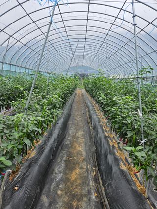 바다(정림리)님의 고추 · 병해충상담 작성글 사진