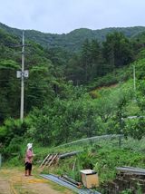 팜모닝 사과·영농일지 게시글 이미지