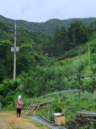 알 수 없음님의 사과 · 영농일지 작성글 사진