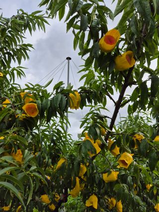 천운산님의 복숭아 · 영농일지 작성글 사진