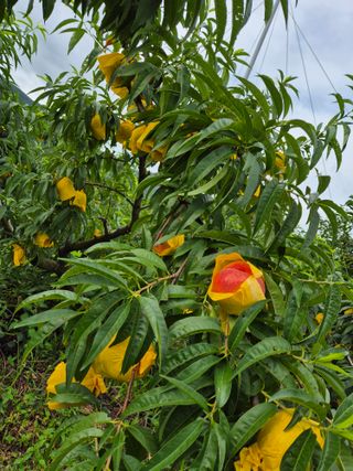천운산님의 복숭아 · 영농일지 작성글 사진