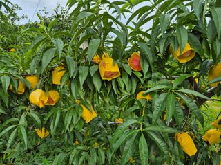 천운산님의 복숭아 · 영농일지 작성글 사진