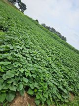 팜모닝 자유주제·자유게시판 게시글 이미지