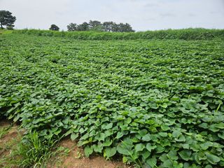 오산토박이(이찬열)님의 자유주제 · 자유게시판 작성글 사진