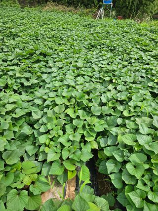 오산토박이(이찬열)님의 자유주제 · 자유게시판 작성글 사진