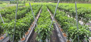 친정집같은언니님의 고추 · 영농일지 작성글 사진