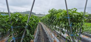 친정집같은언니님의 고추 · 영농일지 작성글 사진