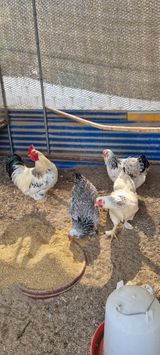 팜모닝 자유주제·자유게시판 게시글 이미지