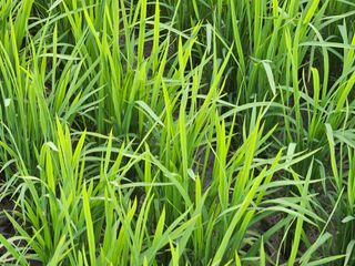 학당님의 벼 · 영농일지 작성글 사진